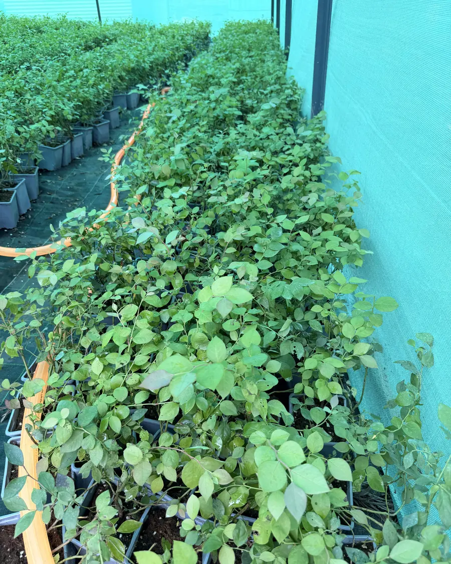 Young blueberry plants in a nursery