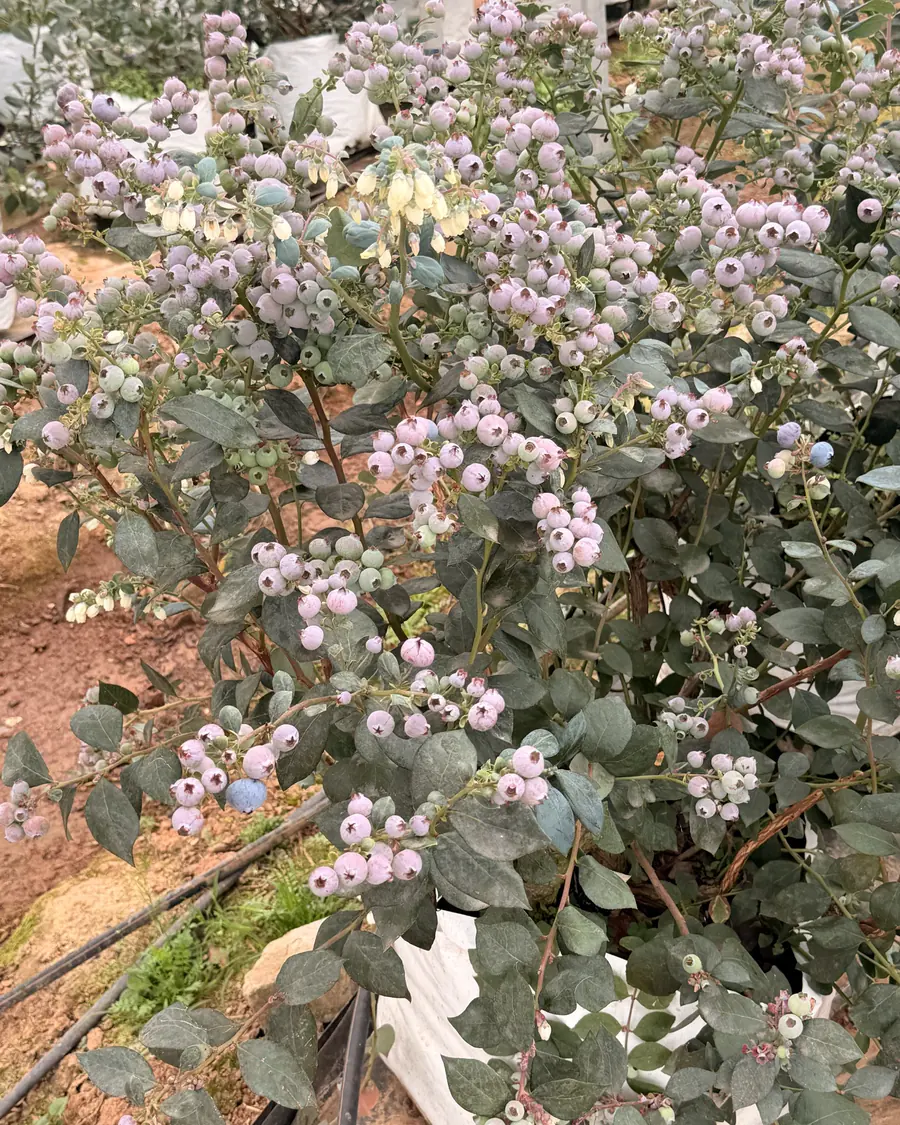 Blueberries ripening on the bush