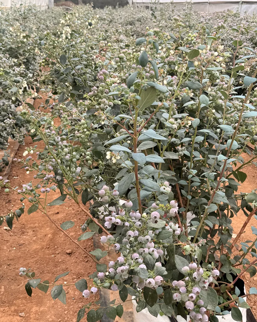 Rows of blueberry bushes in a polyhouse