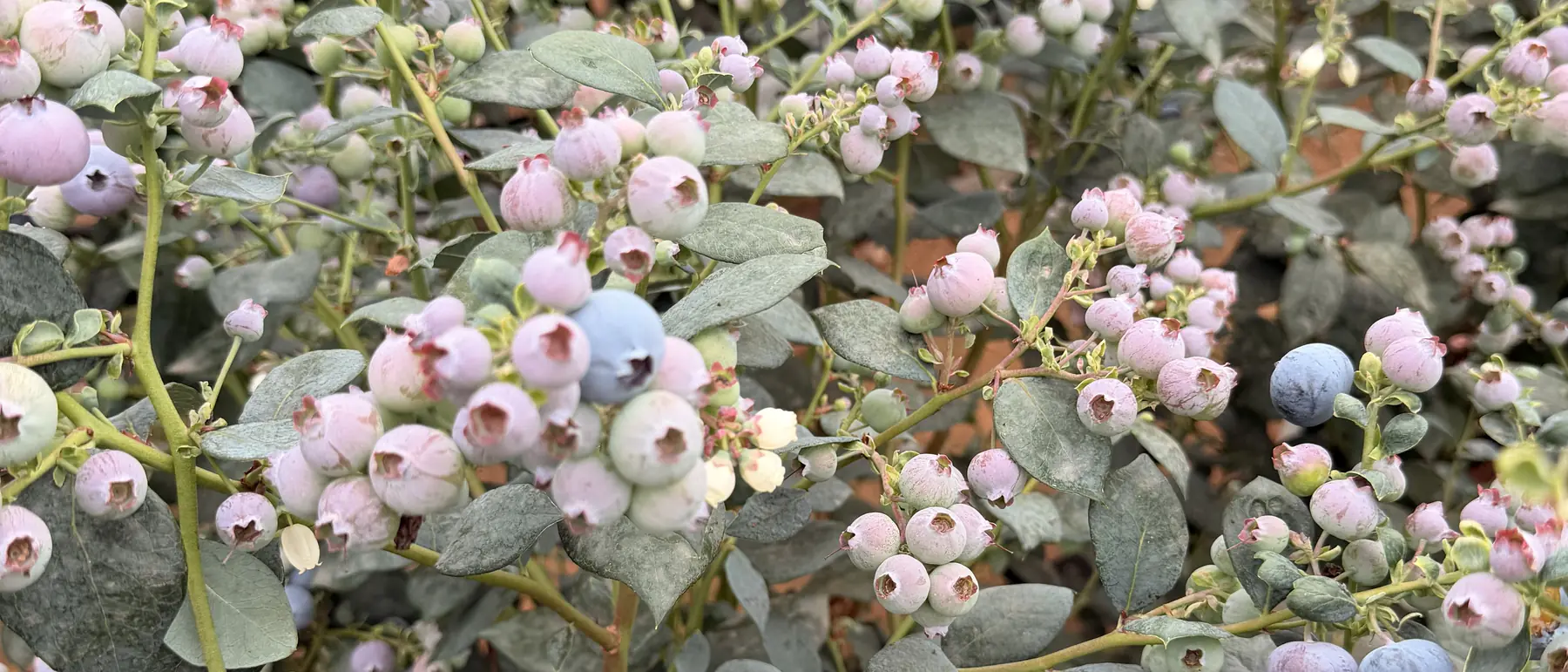 Blueberry bushes heavy with ripening fruit